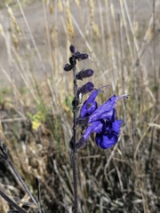 Salvia sagittata