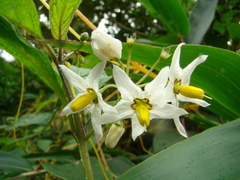 Solanum enantiophyllanthum