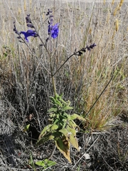 Salvia sagittata