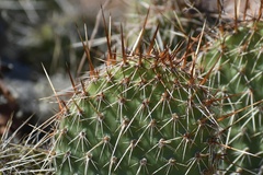 Opuntia