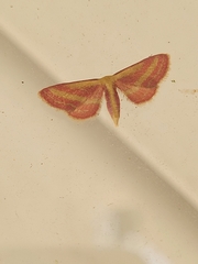 Leptostales laevitaria