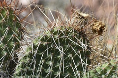 Opuntia