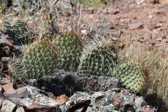 Opuntia