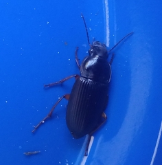 Pseudoophonus
