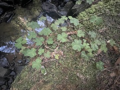 Oxalis oregana