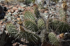 Opuntia
