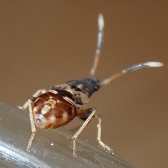 Rhyparochrominae