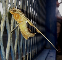 Protambulyx strigilis