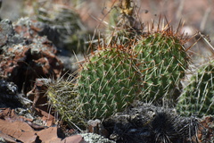 Opuntia