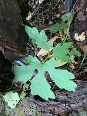 Stylophorum diphyllum