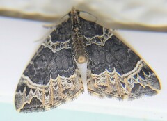Ecliptopera silaceata
