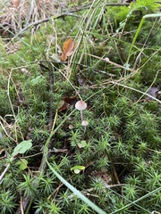 Mycena epipterygia