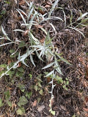 Stephanomeria cichoriacea