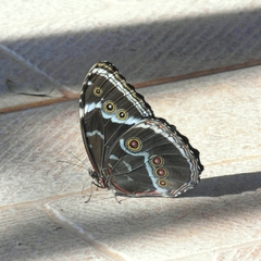 Morpho helenor achillides
