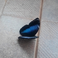 Morpho helenor achillides