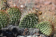 Opuntia