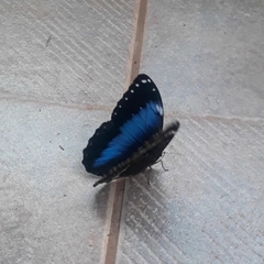 Morpho helenor achillides