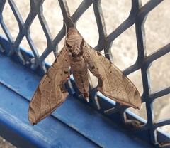 Protambulyx strigilis