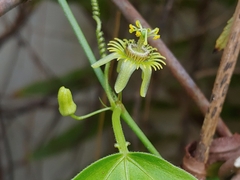 Passiflora pallida