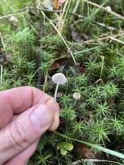 Mycena epipterygia