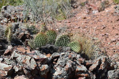 Opuntia