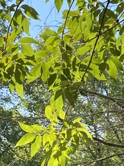 Carya illinoinensis