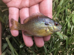 Lepomis marginatus