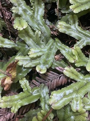 Conocephalum conicum