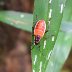 Hemiptera