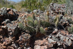 Opuntia