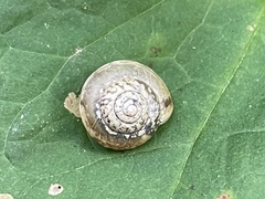 Hygromia cinctella