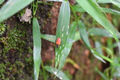 Hemiptera