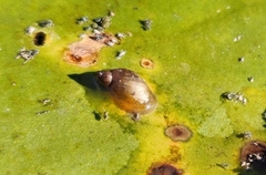 Succinea putris