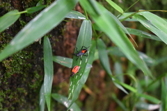 Hemiptera