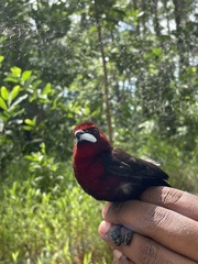Ramphocelus carbo