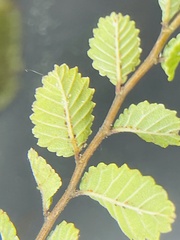 Ulmus