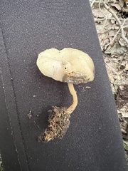 Helvella macropus