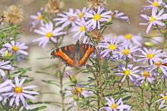 Ionactis linariifolia