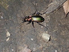 Carabus lineatus lateralis