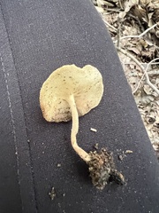 Helvella macropus