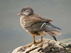Aix galericulata
