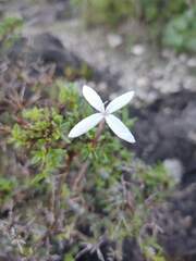 Bouvardia erecta