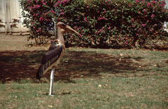 Leptoptilos crumenifer