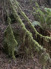 Pseudisothecium stoloniferum