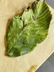 Ulmus
