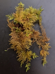 Thuidium tamariscinum