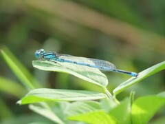 Erythromma lindenii