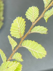 Ulmus