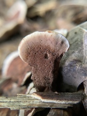 Hydnellum concrescens