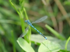 Erythromma lindenii